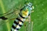 Long-legged Fly (Austrosciapus connexus) (Austrosciapus connexus)